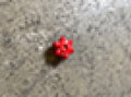 BUTTERFLY NUT KD5424