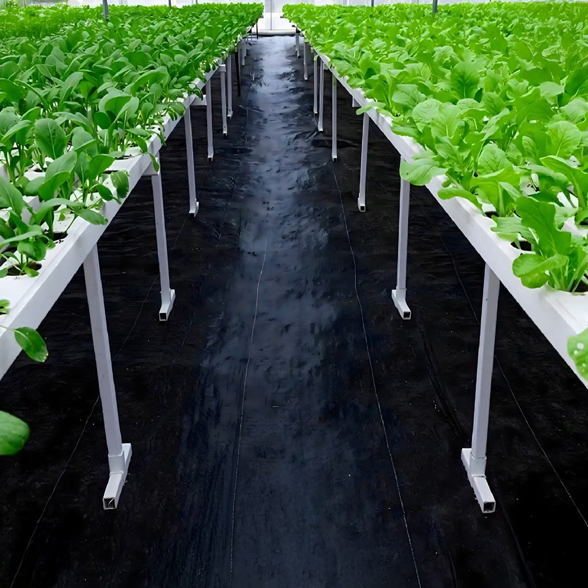 Weed Control Fabric 90g 1.6x50m Black UV