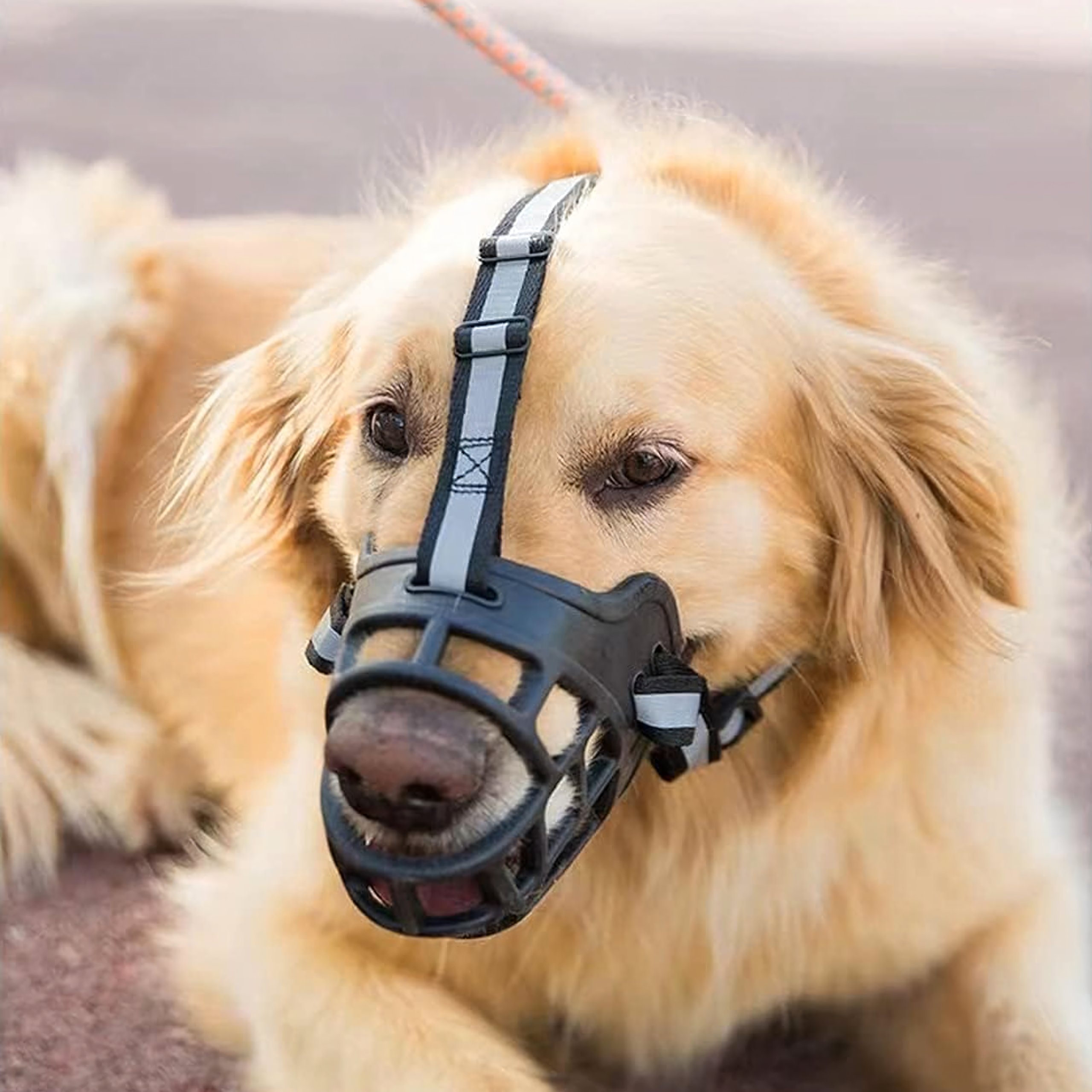 Füsioloogiline koeramuser kummist reguleeritav helkiv pehme 31-35 cm