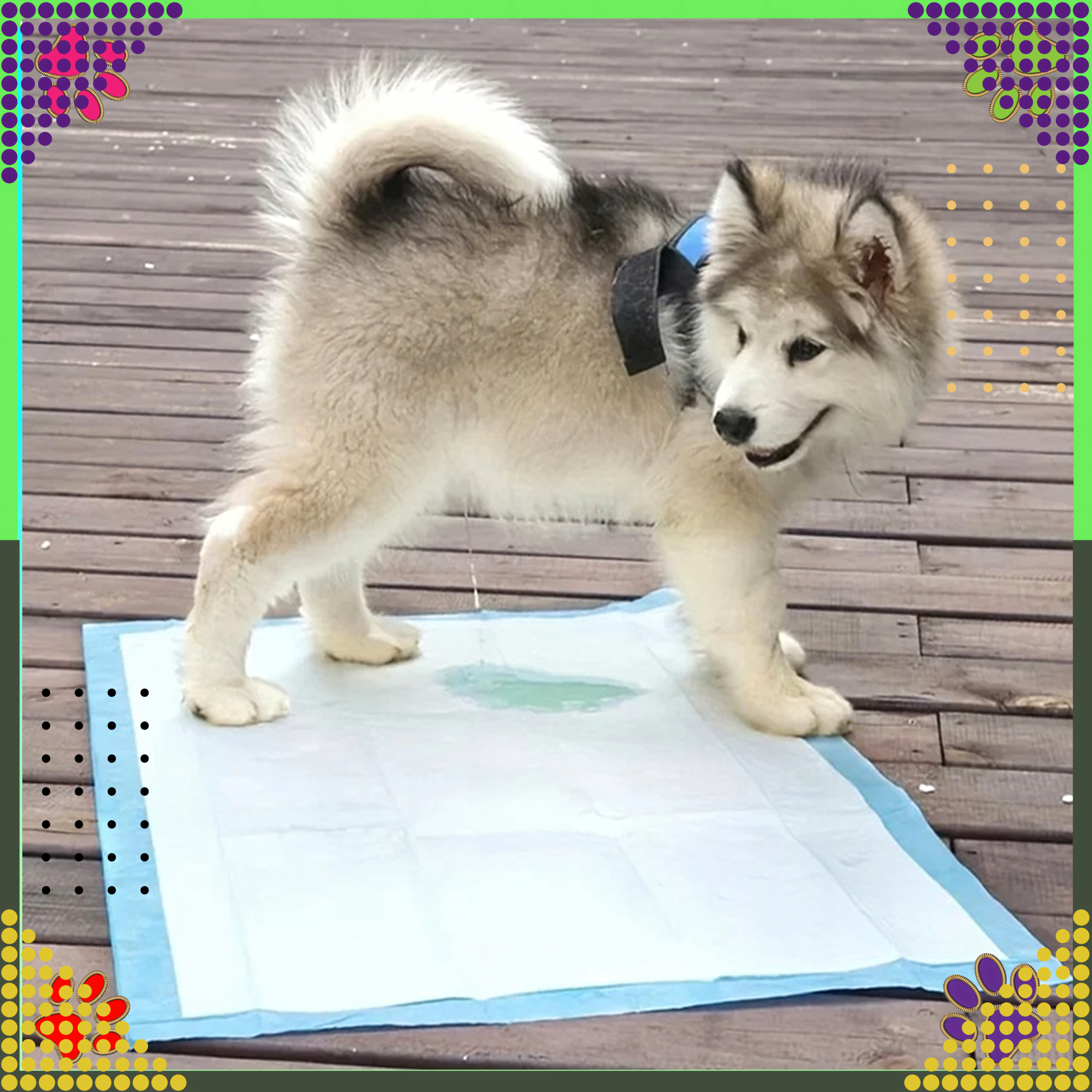 Hügieenilised matid koertele pissimise õppimiseks, XL, 90x60cm, paksud, 50 tk