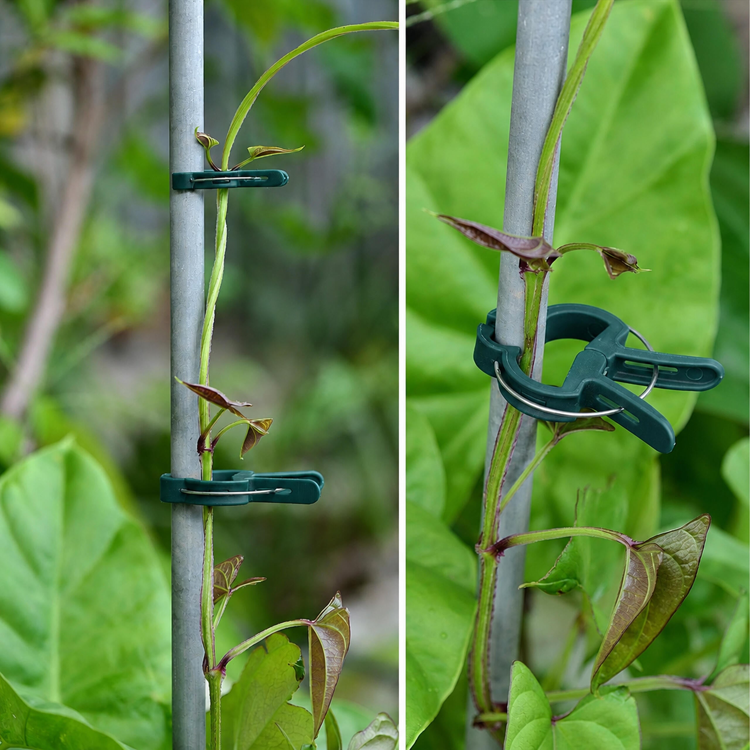 Tomatitaimede tugiklambrid 20 tk
