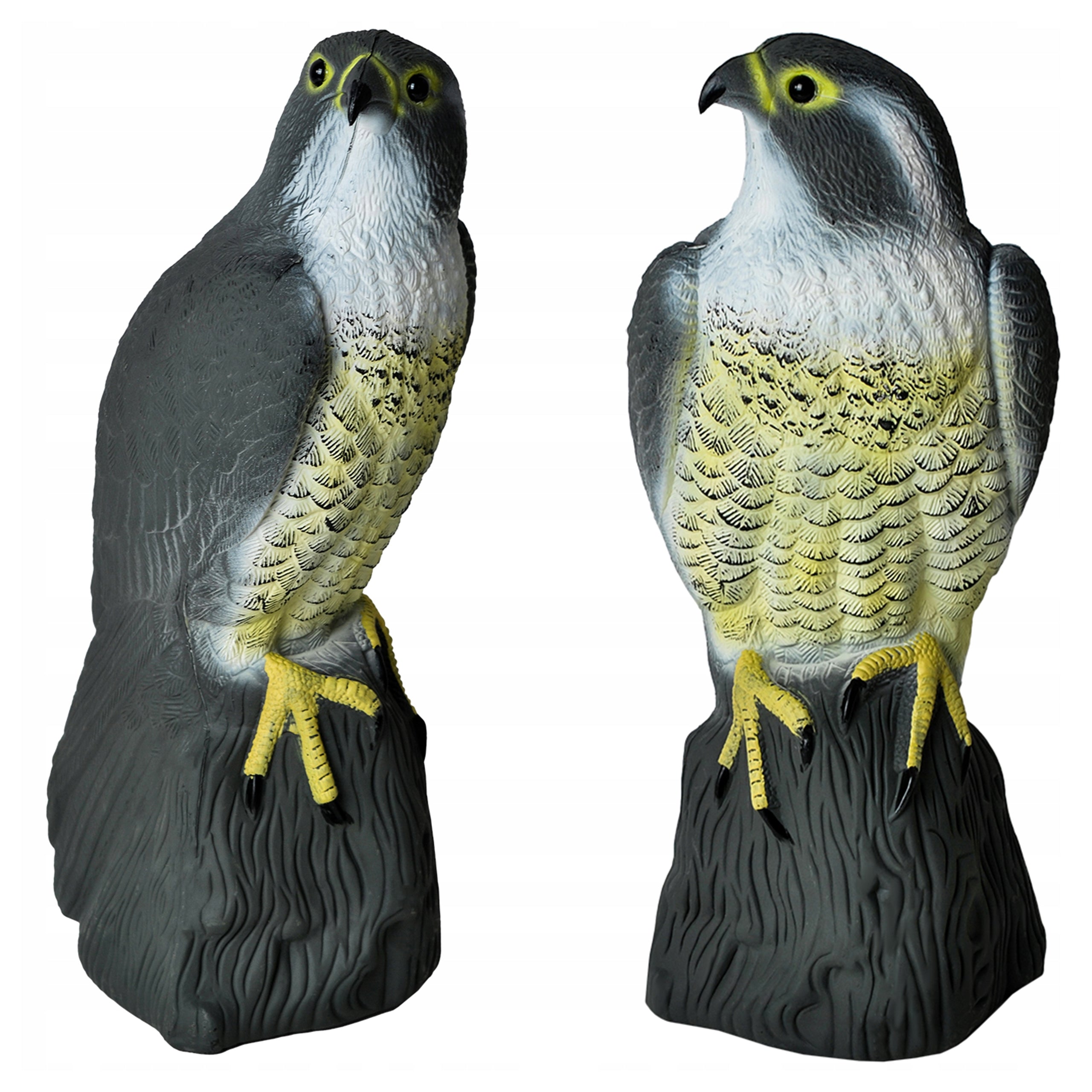 Sokół Duży lindude peletaja realistlik linnukuju