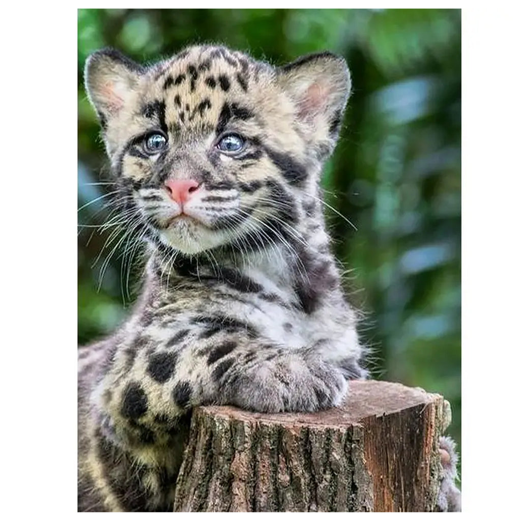 Numbrite järgi maalimise lõuend raamiga, isetegemise komplekt, pintslid, värvid 40x50