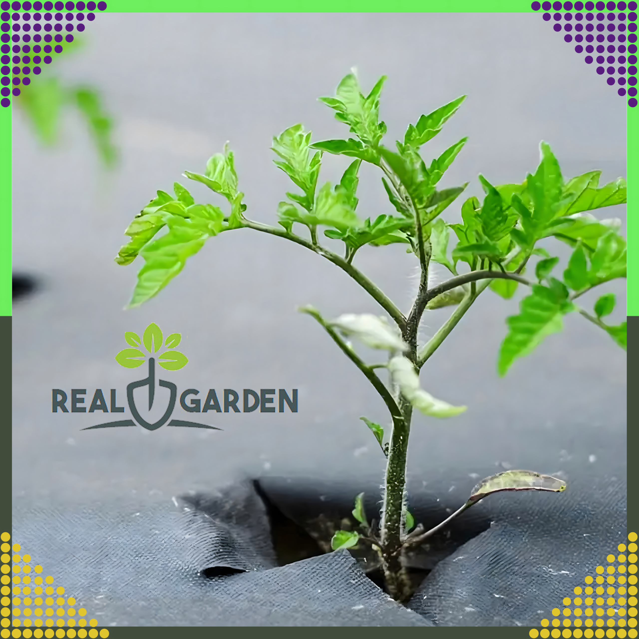 Black 70g 1.6x100m UV Agrofabric Weed Control Mat with Anchors