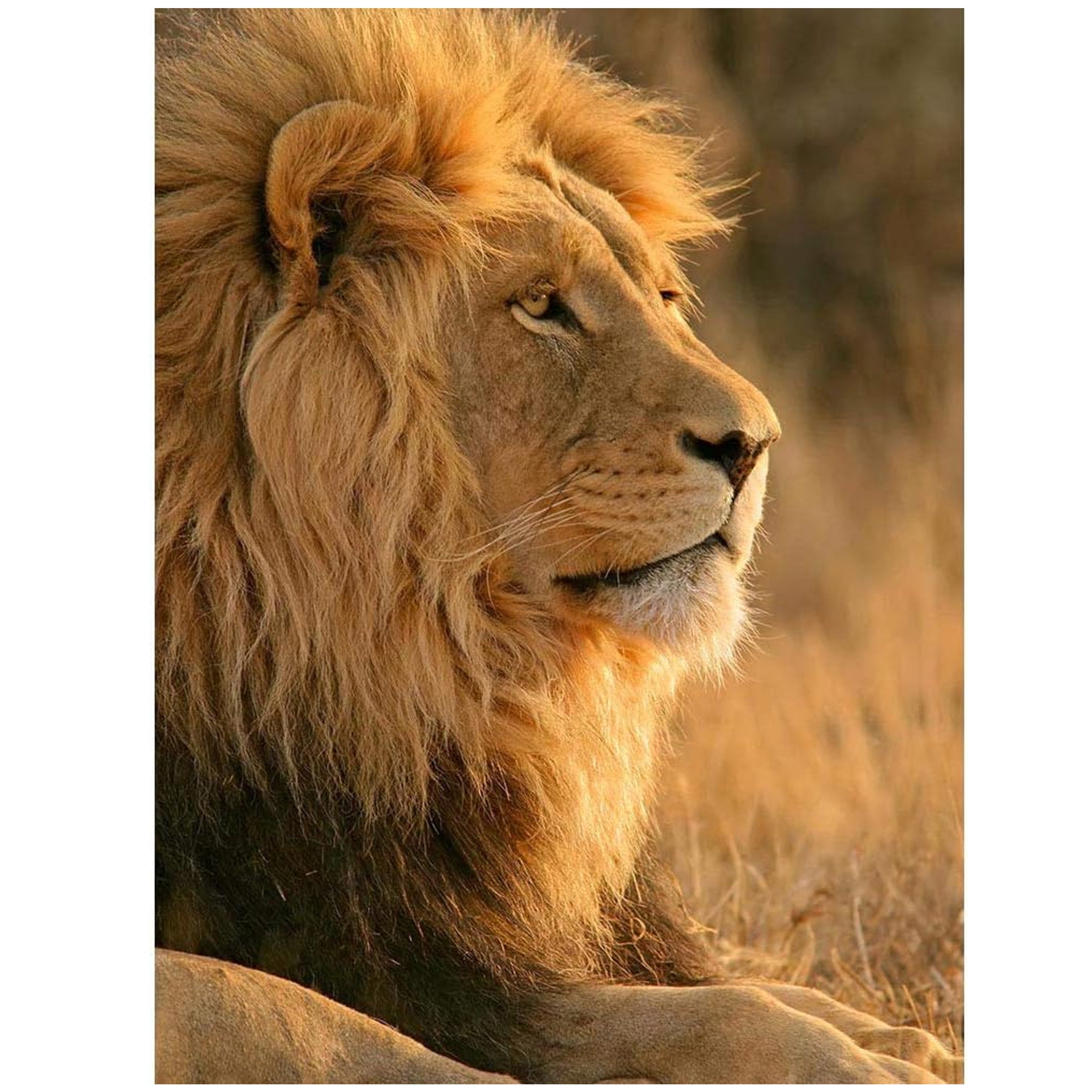 Numbrite järgi maalimise lõuend raamiga, isetegemise komplekt, pintslid, värvid 40x50