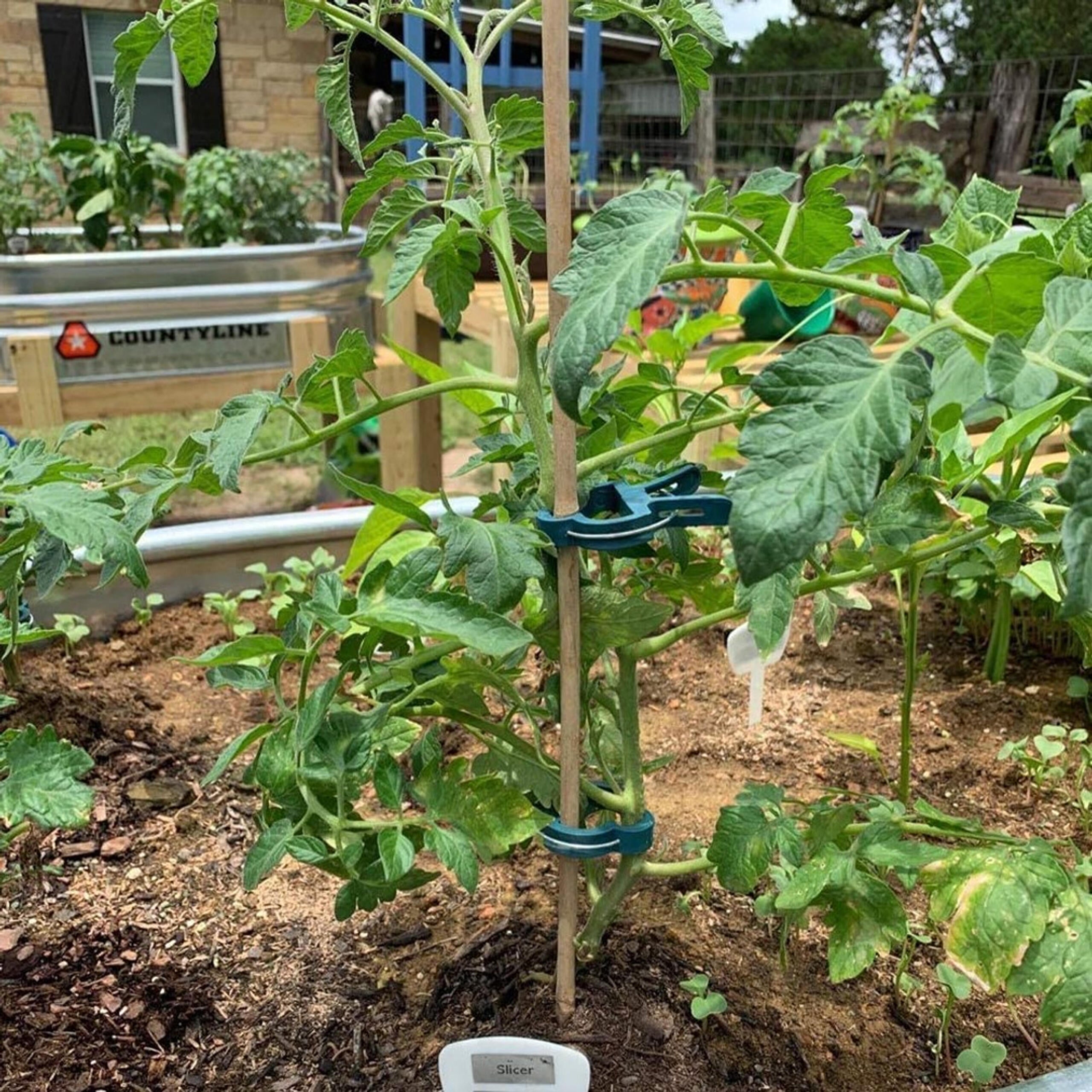 Tomatitaimede tugiklambrid 20 tk