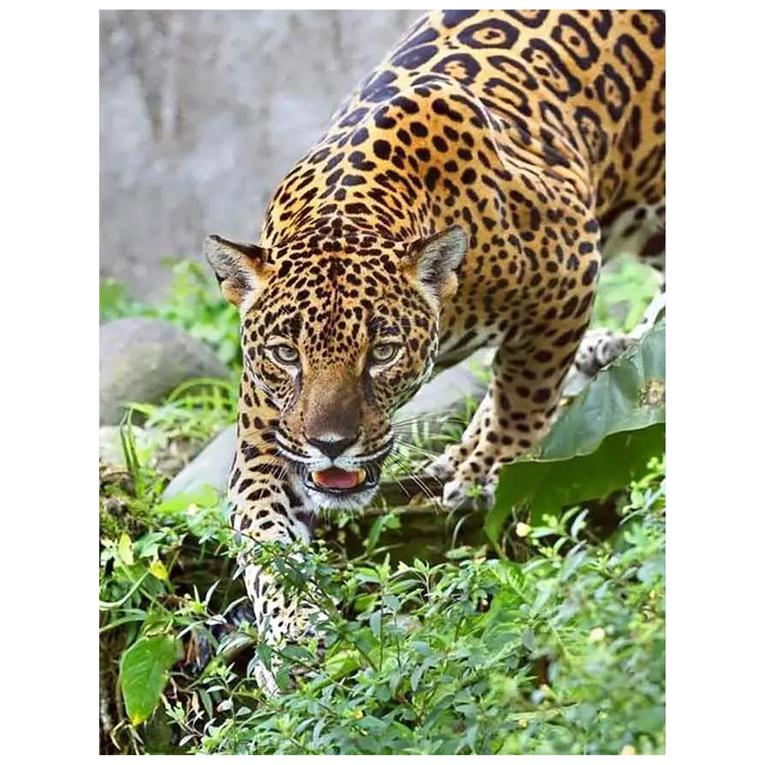 Numbrite järgi maalimise komplekt raamiga 40x50 cm Jaguar disain