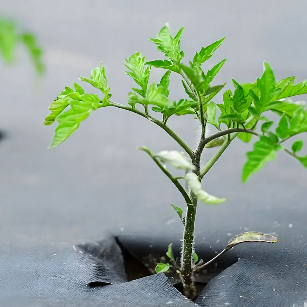 60x Agrotekstiil 90G 1.6x50m Black UV umbrohutõrje matt