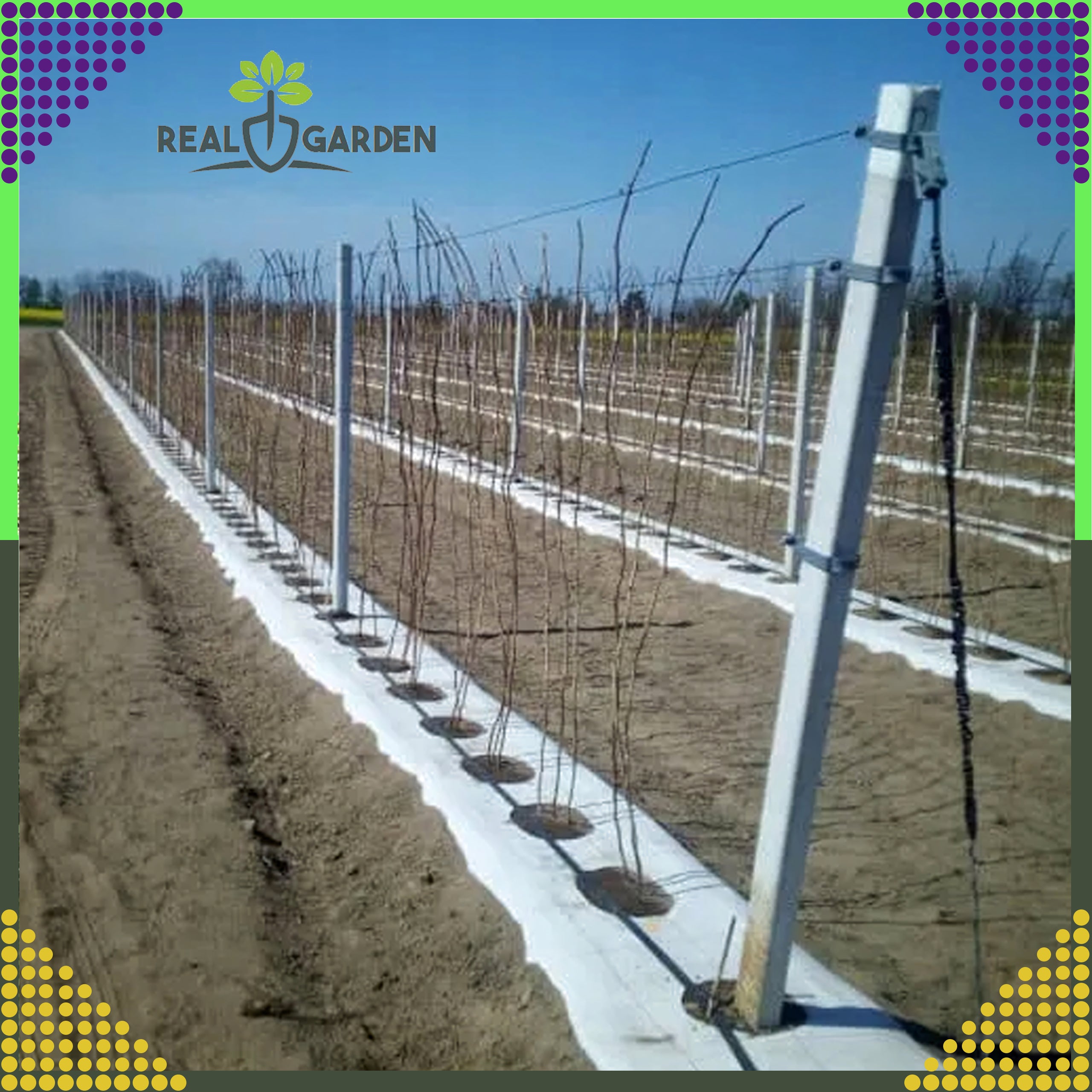 Agrotextile 70g 1.6x100m White UV Agro Fabric Weed Control Mat with Anchors