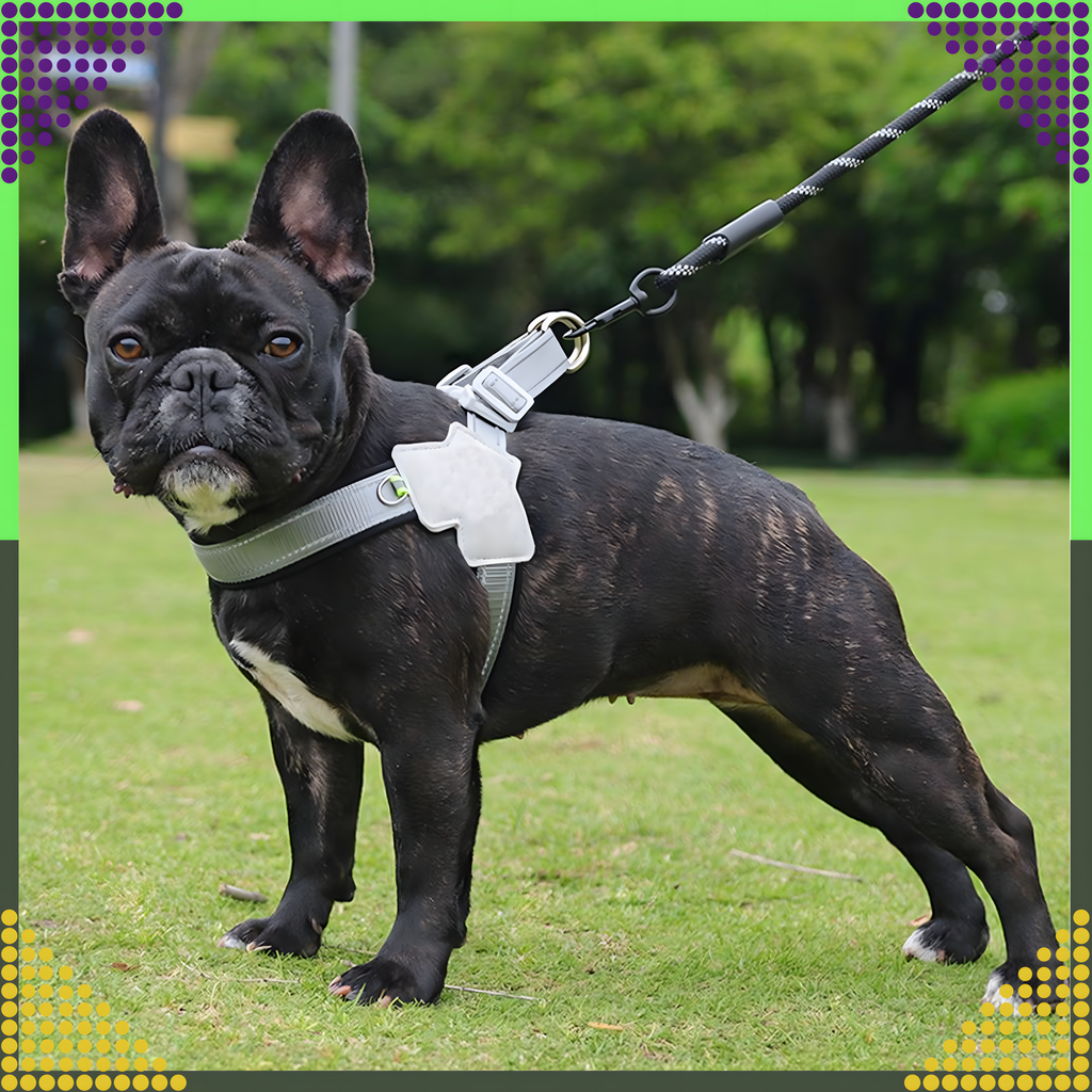 Tugevad, survevabad traksid, jalutusrihm väikestele koertele ja kassidele, suurus: S