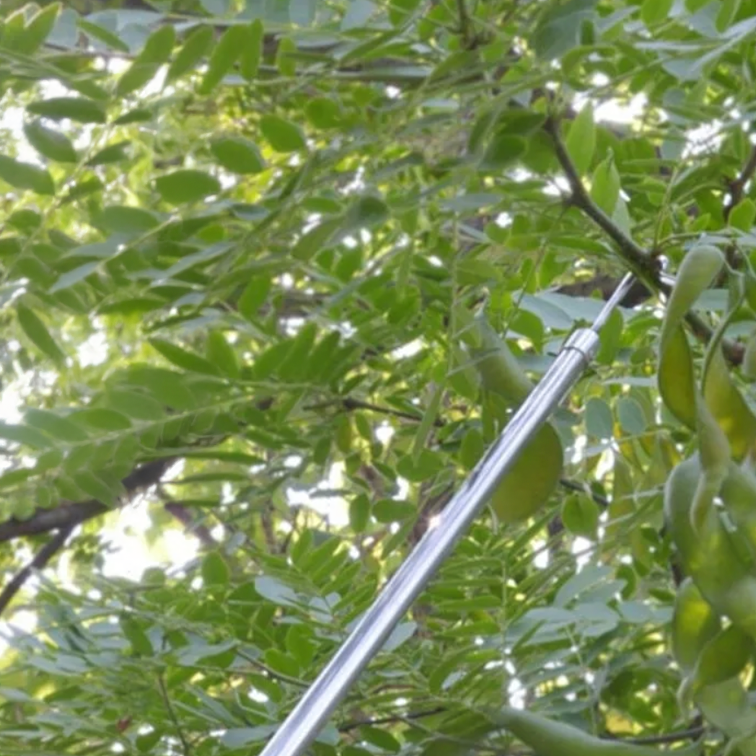 150x Fruit Picker Telescopic Handle 400 cm with 4 Interchangeable Heads