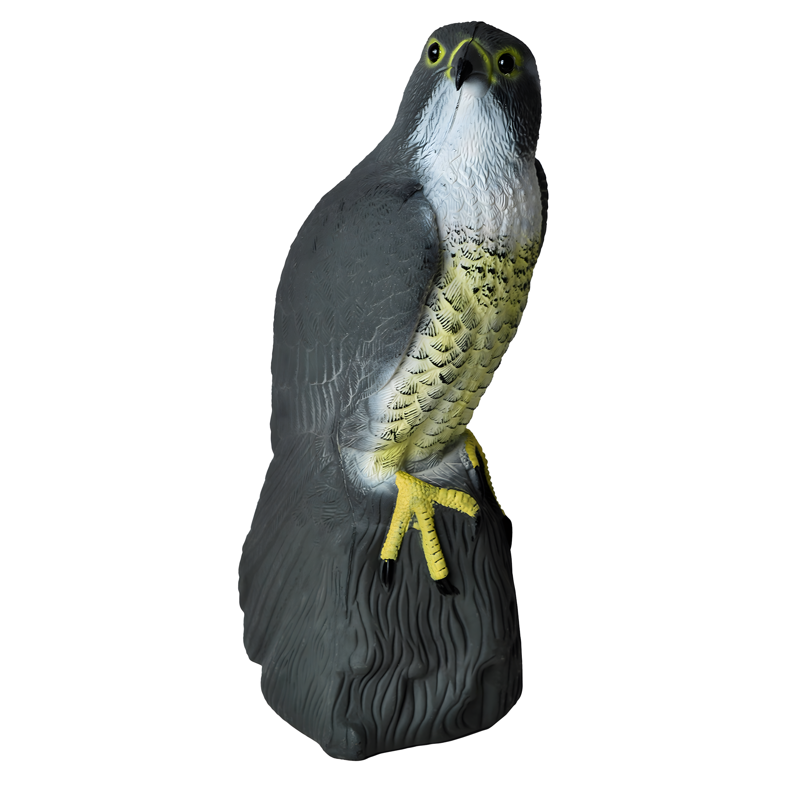 Sokół Duży lindude peletaja realistlik linnukuju