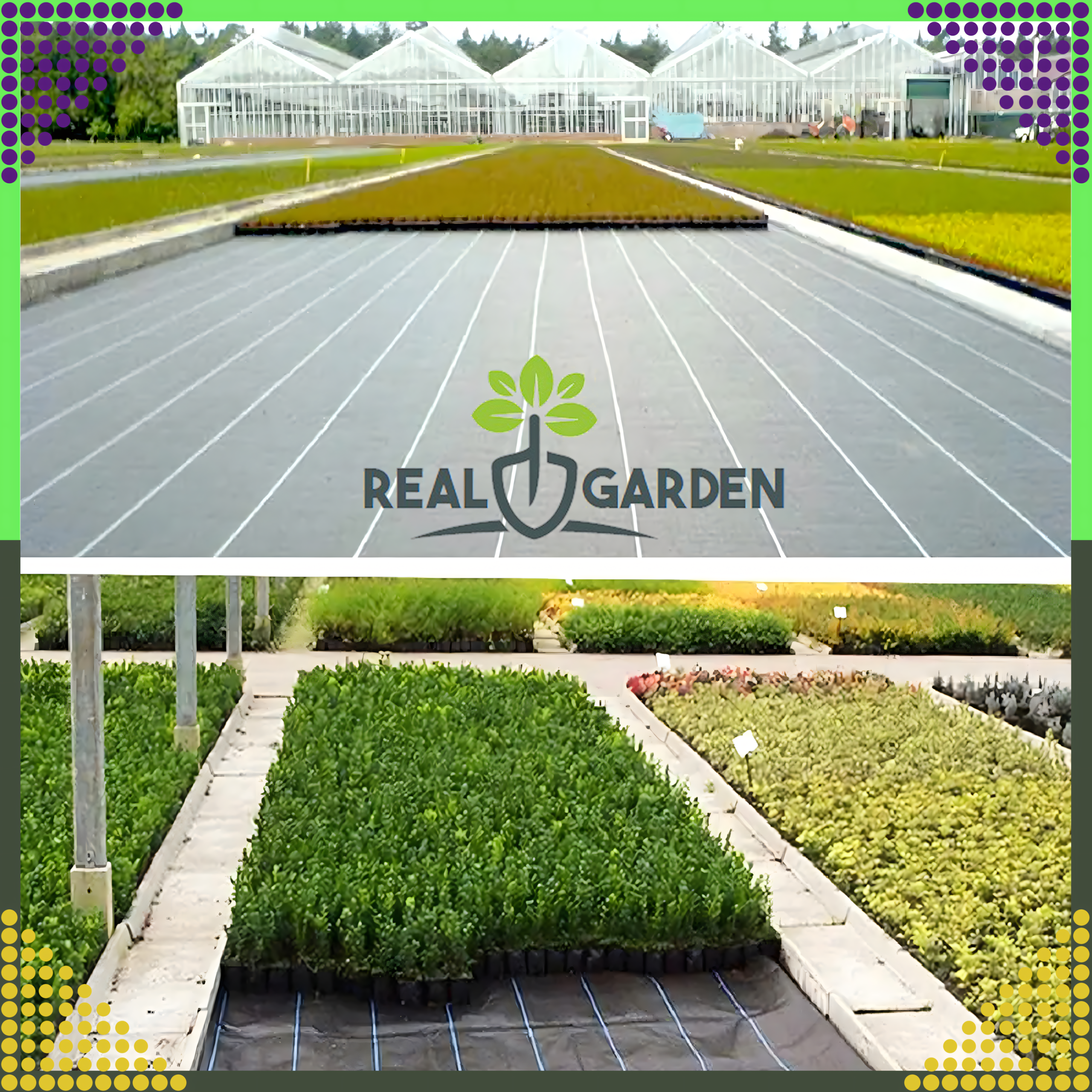Black 70g 1.6x100m UV Agrofabric Weed Control Mat with Anchors