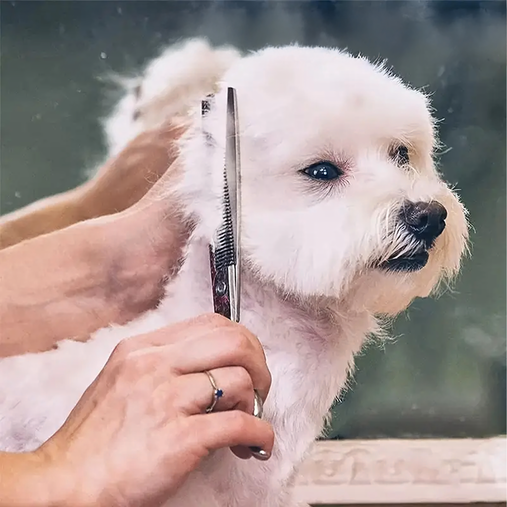 Professionaalsed loomade, koerte ja kasside lõikuskäärid, 4 tk komplekt, karbis